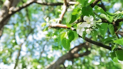 Blossoming apple tree in Sunny spring weather. The very beautiful flower on whic Video stock 90250022