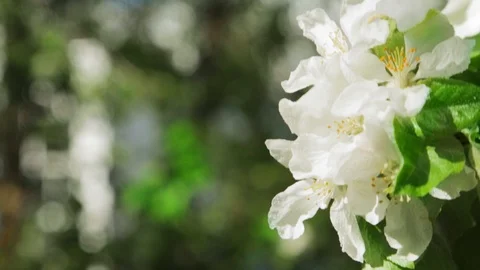 Blossoming apple tree in Sunny spring weather. The very beautiful flower on whic Stock Footage 90250026