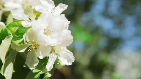 Blossoming apple tree in Sunny spring weather. The very beautiful flower on whic Stock Footage 90254214