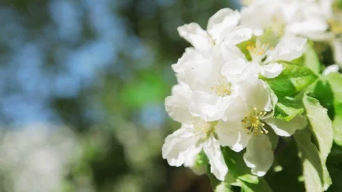Blossoming apple tree in Sunny spring weather. The very beautiful flower on whic Stock Footage 90254225