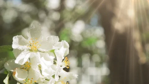Blossoming apple tree in Sunny spring weather. The very beautiful flower on whic Stock Footage 90256230