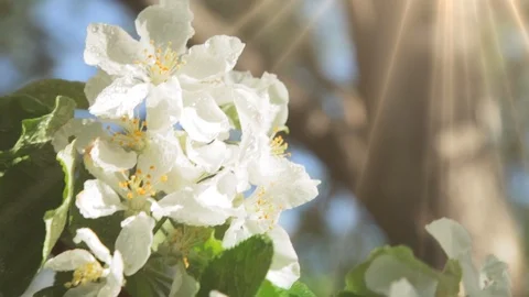 Blossoming apple tree in Sunny spring weather. The very beautiful flower on whic Video stock 90256234