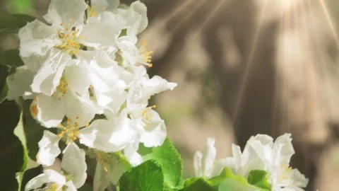 Blossoming apple tree in Sunny spring weather. The very beautiful flower on whic Stock Footage 90256239