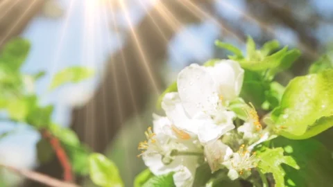 Blossoming apple tree in Sunny spring weather. The very beautiful flower on whic 스톡 동영상 90256249