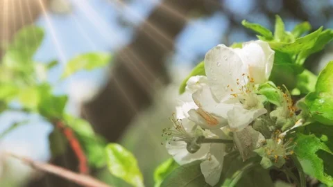 Blossoming apple tree in Sunny spring weather. The very beautiful flower on whic Stock Footage 90256254