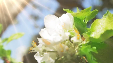 Blossoming apple tree in Sunny spring weather. The very beautiful flower on whic Stock Footage 90256259