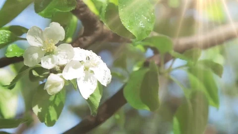 Blossoming apple tree in Sunny spring weather. The very beautiful flower on whic Stock Footage 90256268