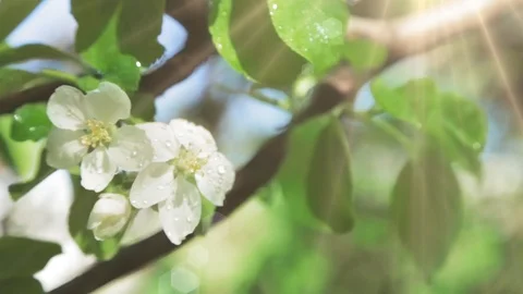 Blossoming apple tree in Sunny spring weather. The very beautiful flower on whic Vídeos de archivo 90256272