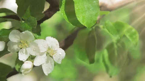 Blossoming apple tree in Sunny spring weather. The very beautiful flower on whic Video stock 90256277