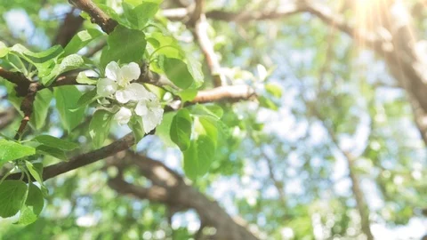 Blossoming apple tree in Sunny spring weather. The very beautiful flower on whic Stock Footage 90256284