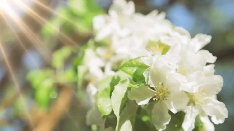 Blossoming apple tree in Sunny spring weather. The very beautiful flower on whic 動画素材 90256288