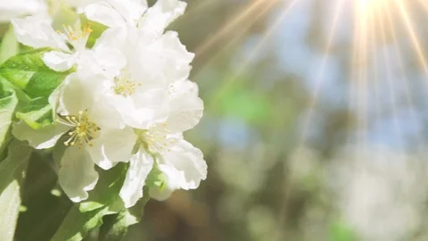 Blossoming apple tree in Sunny spring weather. The very beautiful flower on whic Stock Footage 90256300