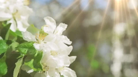 Blossoming apple tree in Sunny spring weather. The very beautiful flower on whic Stock Footage 90256301