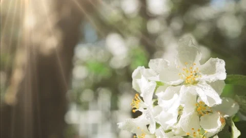 Blossoming apple tree in Sunny spring weather. The very beautiful flower on whic Stock Footage 90256312