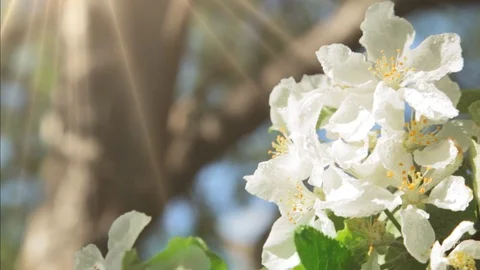 Blossoming apple tree in Sunny spring weather. The very beautiful flower on whic Video stock 90256317