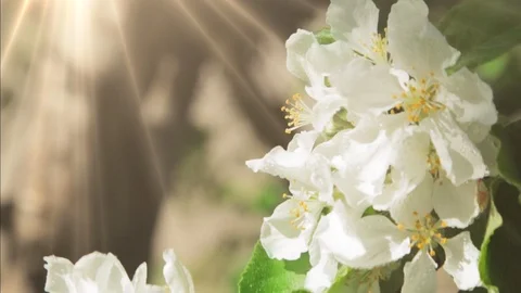 Blossoming apple tree in Sunny spring weather. The very beautiful flower on whic Video stock 90256322