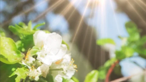 Blossoming apple tree in Sunny spring weather. The very beautiful flower on whic Stock Footage 90256327