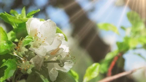 Blossoming apple tree in Sunny spring weather. The very beautiful flower on whic Video stock 90256332