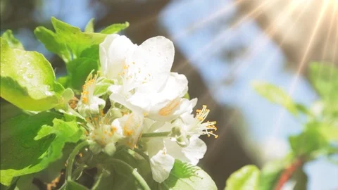 Blossoming apple tree in Sunny spring weather. The very beautiful flower on whic Stock Footage 90256339