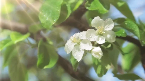 Blossoming apple tree in Sunny spring weather. The very beautiful flower on whic Stock Footage 90256345