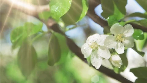 Blossoming apple tree in Sunny spring weather. The very beautiful flower on whic Stock Footage 90256347