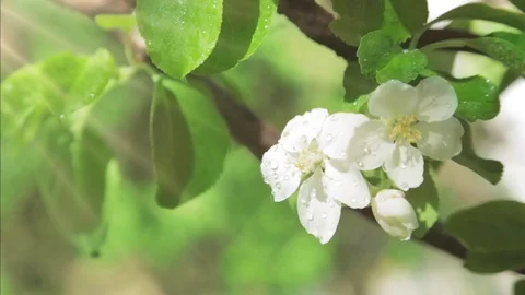 Blossoming apple tree in Sunny spring weather. The very beautiful flower on whic Video stock 90256350