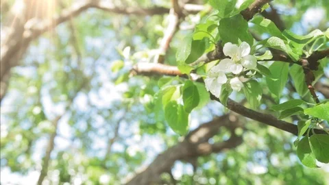 Blossoming apple tree in Sunny spring weather. The very beautiful flower on whic Stock Footage 90256355