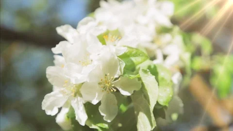 Blossoming apple tree in Sunny spring weather. The very beautiful flower on whic Video stock 90256357