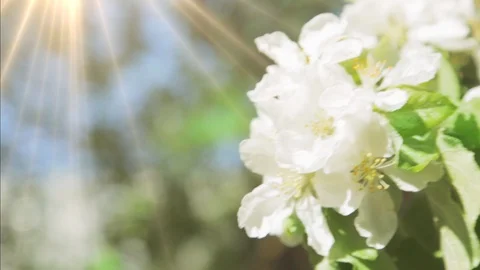 Blossoming apple tree in Sunny spring weather. The very beautiful flower on whic Stock Footage 90256358