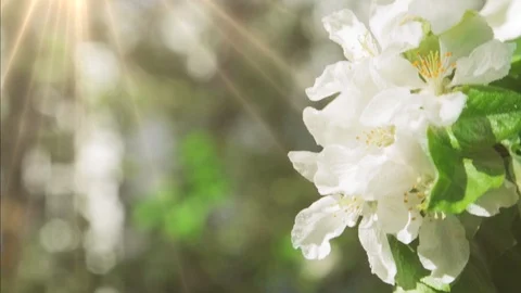 Blossoming apple tree in Sunny spring weather. The very beautiful flower on whic Stock Footage 90256362