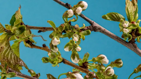 Blossoming apple-tree time lapse on blue background Stock Footage 128066663