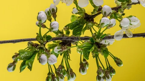 Blossoming apple-tree time lapse on yellow background Stock Footage 128414338