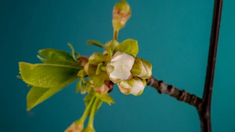 Blossoming apple-tree time lapse on blue background Stock-Footage 128793657