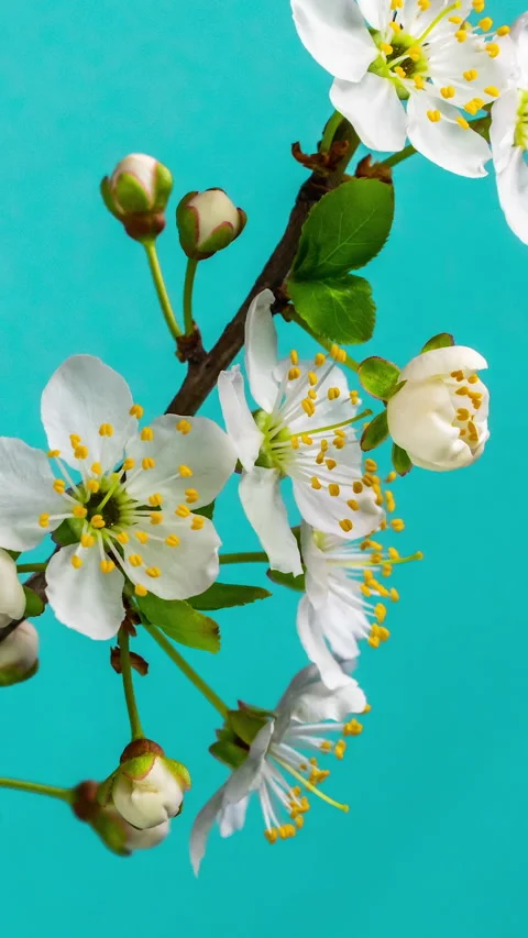 Blossoming apple-tree time lapse on blue background Stock Footage 274188311