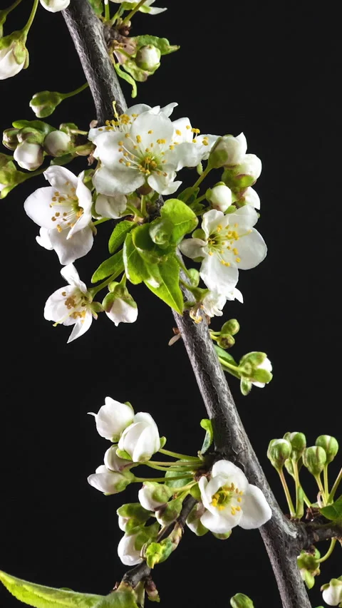 Blossoming apple-tree time lapse on blue background Stock Footage 274188381