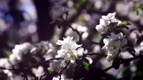 Blossoming Apple Tree White Flowers Video stock 151047226