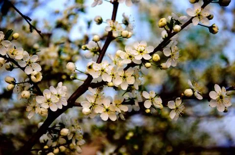 Blossoming apple tree with white flowers on blue sky background close-up, ser Stock Photos