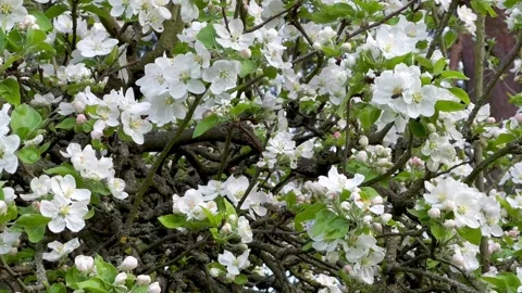 Blossoming Apple Tree Wind moves The Branches Spring Garden Closeup Stock Footage 274453233