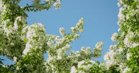 Blossoming apple trees with bumblebees flying against the blue sky Stock Footage 234064530