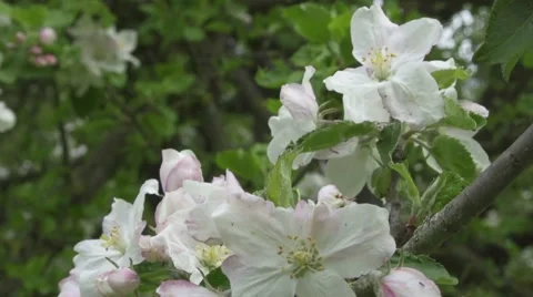 Blossoming of the apple trees Stock Footage 50823126