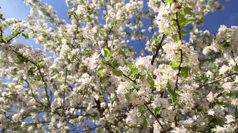 Blossoming apple trees Stock Footage 75826126