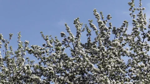Blossoming apple-trees. Stock Footage 89814241