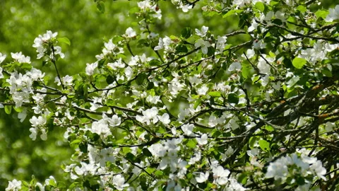 Blossoming apple trees Stock Footage 242226369