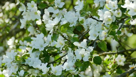 Blossoming apple trees Stock Footage 242226430