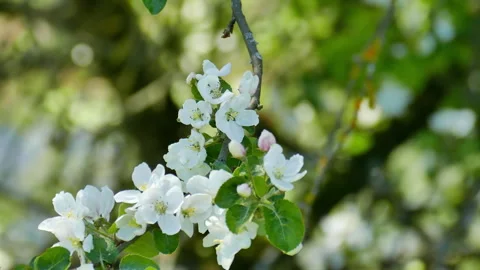 Blossoming apple trees Stock Footage 242226567