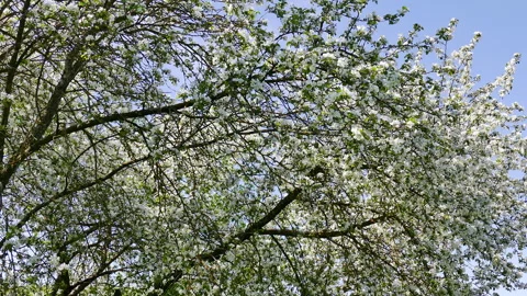 Blossoming apple trees Stock Footage 242226600