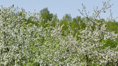 Blossoming apple trees Stock Footage 242226945