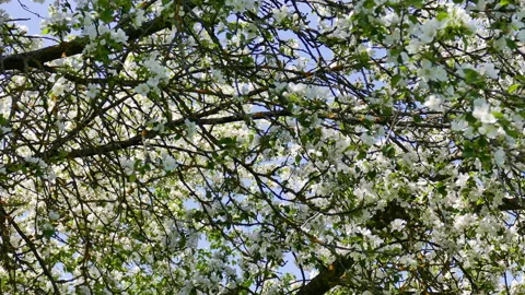 Blossoming apple trees Stock Footage 242227020