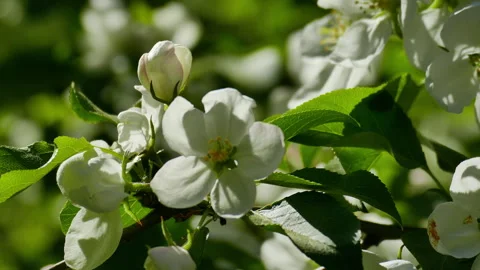 Blossoming apple trees 動画素材 242227412