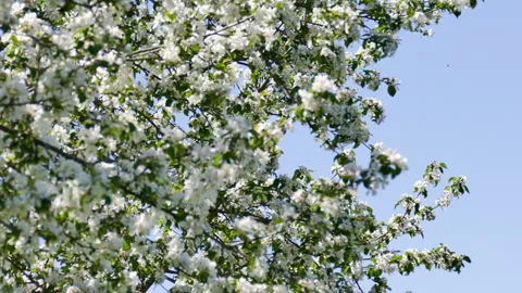 Blossoming apple trees Stock Footage 242227543